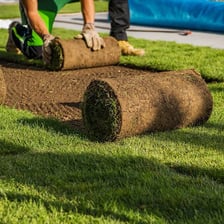Rolls of sod being laid to create a lawn