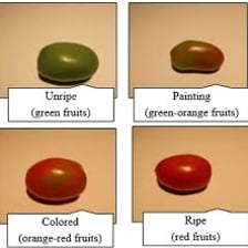 Fruit shown progressing from green to red as it ripens.
