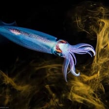 A squid releasing a dark ink cloud underwater