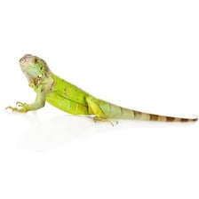 A pet iguana with scaly skin