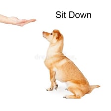 A dog sitting while responding to a command.