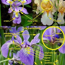 A flower close-up showing its sepals beneath the petals