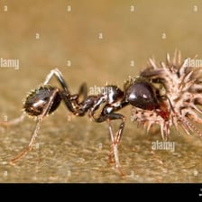 A worker ant carrying food
