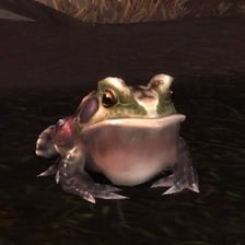 A toad resting in a wet swamp environment.