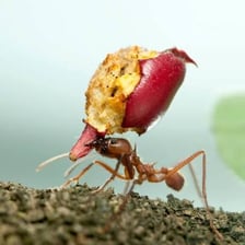 A worker ant carrying a piece of food