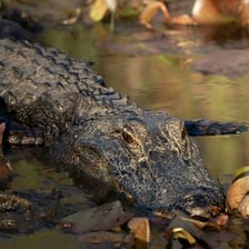 An American alligator partly submerged in swamp water