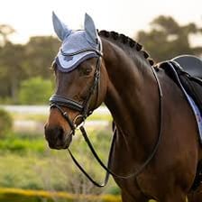 A saddled horse with a stirrup visible beside its head