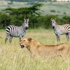 A lion stalking an animal on the savanna