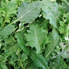 Fresh green kale leaves