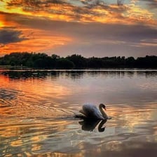 A swan gliding across the surface of a lake