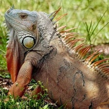 A green iguana displaying the loose skin fold beneath its throat.