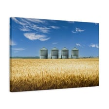 Tall grain silos beside a farm field