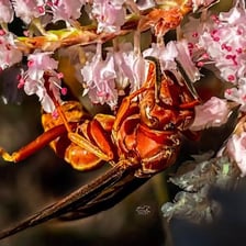 A wasp perched on a flower