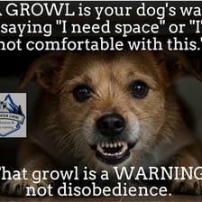 A dog growling as a warning.