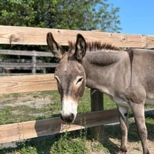 Donkeys standing in a farm setting.