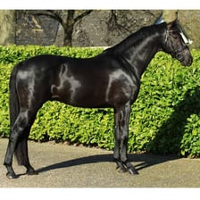 An adult male horse standing outdoors.