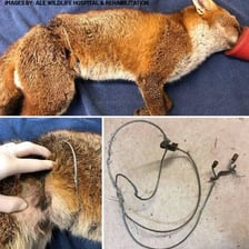 An animal caught in a snare-like trap