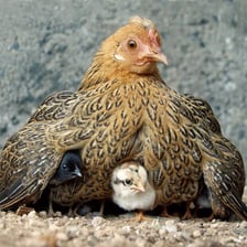 A hen standing beside a group of chicks