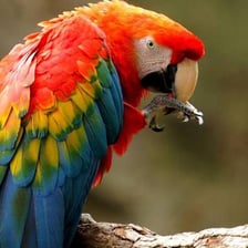 A brightly colored macaw perched on a branch