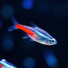 A school of neon tetras swimming in an aquarium