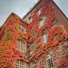 A college building wall covered with green ivy.