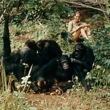 Jane Goodall observing chimpanzees in their natural habitat.