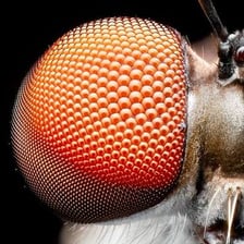 Close-up images of a mosquito and a gnat.