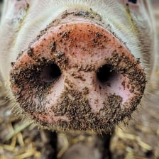 Close-up view of a pig’s snout