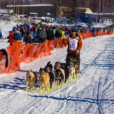 A sled pulled by sled dogs on an Alaskan snow trail.