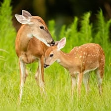 A female deer standing in a woodland setting