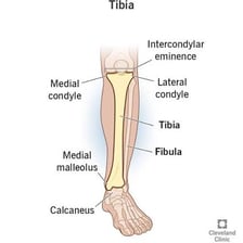 An anatomical illustration identifying the tibia in the lower leg