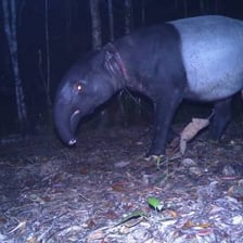 A snare trap set in a forest