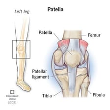 A labeled anatomy diagram identifying the patella in the knee