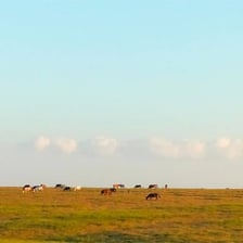 A broad, open, treeless grassland landscape