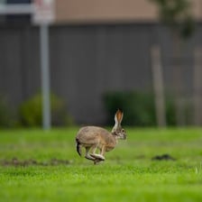 A hare sprinting across open grassland.