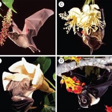A fruit bat feeding from a flowering plant