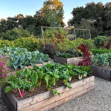 A garden plot filled with growing plants.