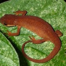A small newt near the edge of a pond.