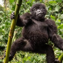 A gorilla illustrating an ape