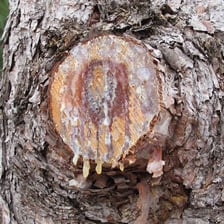 Amber-colored resin gathered from a pine tree.