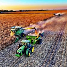 Rows of cultivated crops growing in a field
