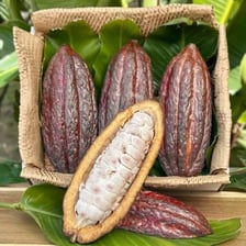 A cacao tree bearing pods with cocoa beans visible