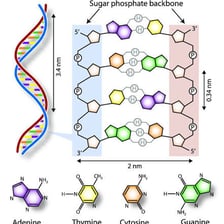 A double-helix representation of DNA