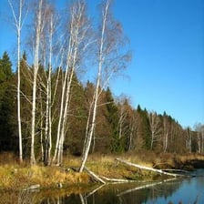 An alder tree shown alongside a birch tree.