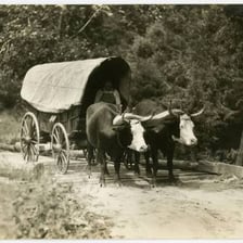 An ox pulling a traditional wooden cart