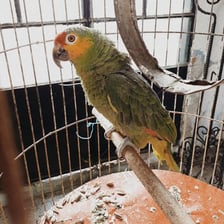 A colorful parrot perched inside a cage