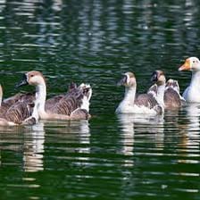 A group of geese gathered on a pond