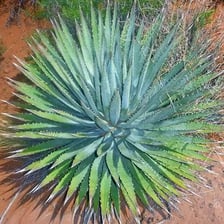 Agave and yucca plants shown side by side.