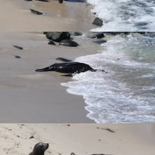 A harbor seal resting on shore