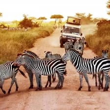 A safari vehicle observing wild animals in an African reserve.